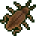 Cockroach visual reference