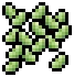 Broad bean visual reference