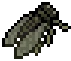 Cicada visual reference