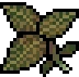 Clematis visual reference